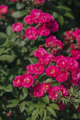 Bright pink roses bloom in a lush garden during the sunny afternoon