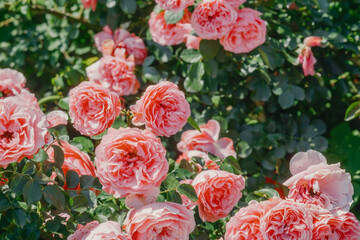 Vibrant pink roses bloom abundantly in a lush garden during springtime