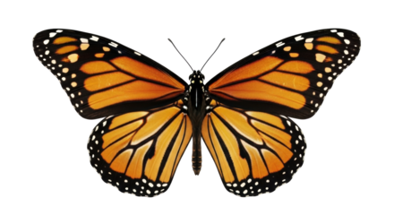 Isolated Monarch butterfly spreading its wings with an orange pattern and black border design
