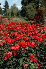 Vibrant red roses bloom abundantly in a sunny garden setting