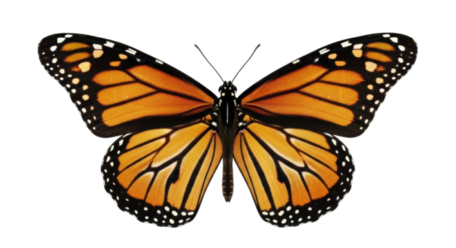 Isolated Monarch butterfly spreading its wings with an orange pattern and black border design