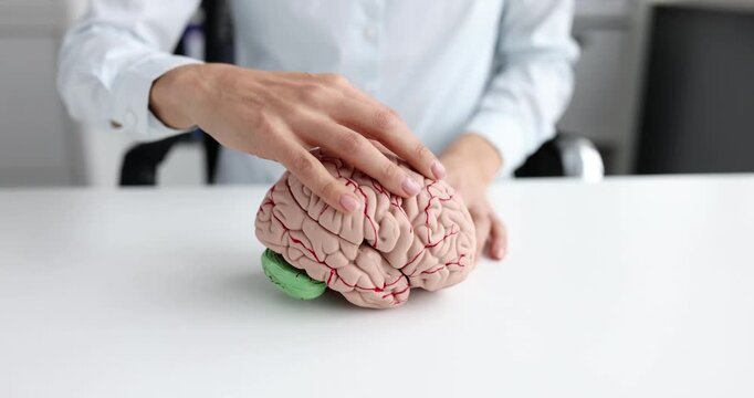 Female doctor hand strokes human brain anatomic model in hospital. Woman neurologist demonstrates body part for students at lesson in clinic