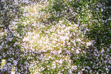 桜の花の絨毯　春の風景のイメージ