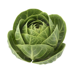 Obraz premium Fresh green cabbage head glistening with water droplets, showcasing natural texture and vibrant healthy produce perfect for culinary inspiration