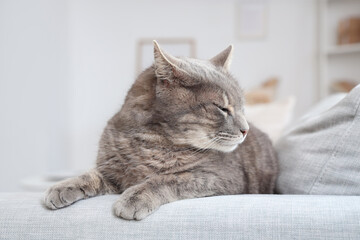 Obraz premium Cute grey cat lying on sofa at home
