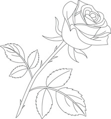 vector illustration of a rose