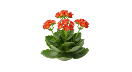 Isolated Kalanchoe blossfeldiana flowering plant, vibrant indoor potted houseplant display