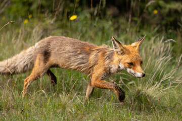 red fox cub
