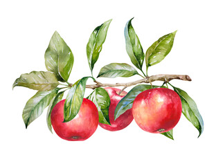 Apples on branch with leaves, red fresh ripe fruit, hand drawn watercolor illustration isolated on white background. Juicy colorful clipart for garden, rustic, harvest, food, menu, packaging design