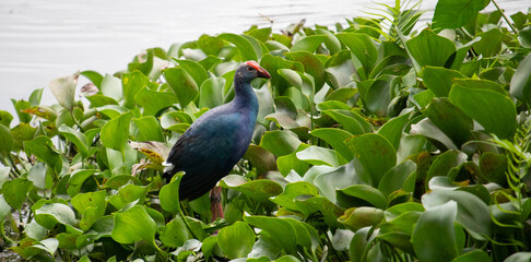 Purple Swamphen (Porphyrio porphyrio) in Thalangama Lake Sri Lanka