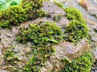A close-up shot features lush green moss clinging to the surface of a rough rock, showcasing nature's intricate beauty and resilience.
