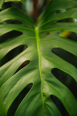 Monstera deliciosa leaf macro shot, concept of  natural detail and botanical backdrop