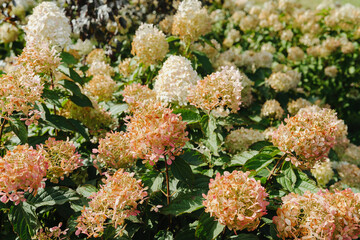 Potted panicle hydrangeas in full bloom with creamy white and pinkish flowers