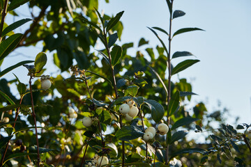 Śnieguliczka biała, Śnieguliczka białojagodowa, Symphoricarpos albus Duhamel