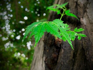 A vibrant closeup of a green leaf flourishing from a weathered tree trunk, showcasing nature's resilience and the beauty of organic growth, with soft bokeh background.