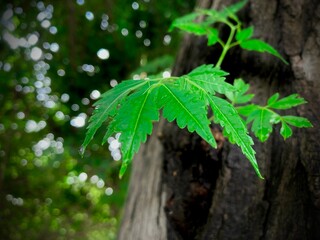 A vibrant close-up of a green leaf against the backdrop of a blurred natural environment, The image captures a serene interplay of light and shadow on the textured surface.
