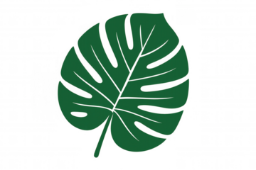 Tropical monstera leaf illustration on a transparent background, depicting a plant, nature, and botanical theme