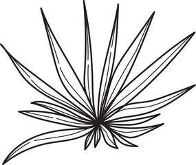 Stylized botanical line art of tropical plant leaves. Hand drawn exotic foliage vector illustration, black and white nature element.