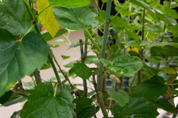 Mulberry plant with mix of ripe and unripe berries among lush green leaves, highlighting stages of fruit growth and natural garden beauty, suitable for agriculture and botany themes