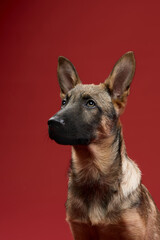 A wolfdog puppy is captured in profile against a red background, gazing to the side. The lighting enhances its sharp facial structure and deep expression.