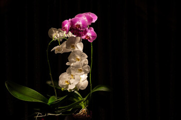 Delicate violet and white orchid flower heads in the dark Phalaenopsis. Close-up. Light brush.