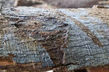Closeup of aged tree bark with weathered surface, rugged lines, and organic textures, ideal for design resources, forest photography, and raw nature-themed stock imagery