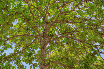 Looking up through the lush green branches and wide leaves of an Indian almond tree (Terminalia catappa), sunlight filters through, highlighting tropical beauty and natural shade