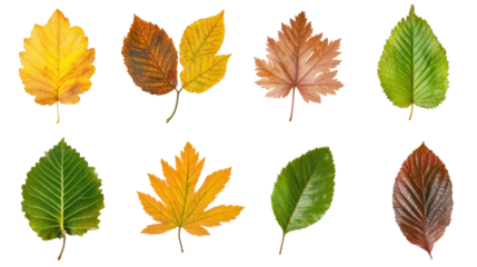 Collection of autumn leaves in various colors and shapes isolated on transparent background