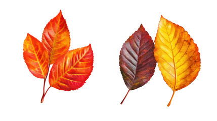Obraz premium Autumn leaves in vibrant fall colors isolated on transparent background