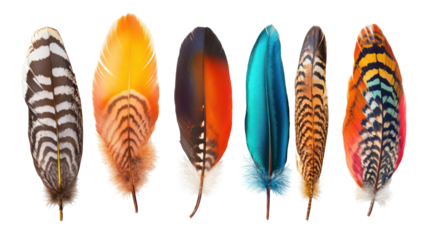 Collection of six colorful bird feathers isolated on transparent background