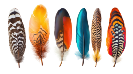 Collection of six colorful bird feathers isolated on transparent background