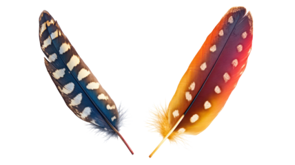 Two colorful bird feathers with white spots isolated on transparent background