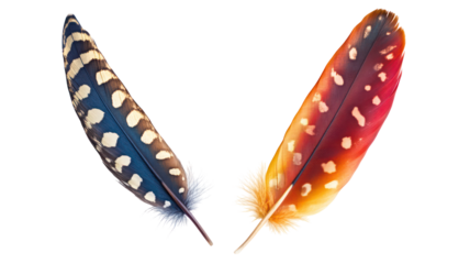 Two colorful bird feathers with white spots isolated on transparent background