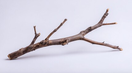 A weathered tree branch, showcasing its intricate bark texture and bare twigs against a clean, white backdrop. Nature's raw beauty in minimalist setting.
