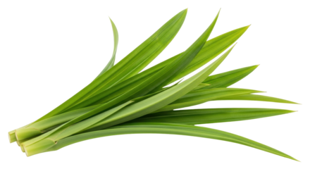 Isolated group of fresh green pandan leaves on a neutral background, aromatic flavor enhancer
