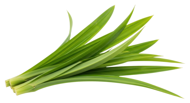 Isolated group of fresh green pandan leaves on a neutral background, aromatic flavor enhancer