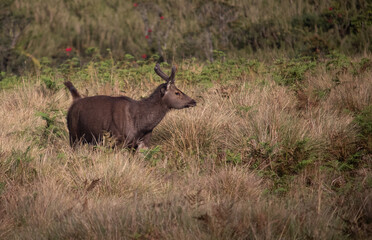 Sambar (Rusa unicolor)  in Horton Plains National Park Sri Lanka