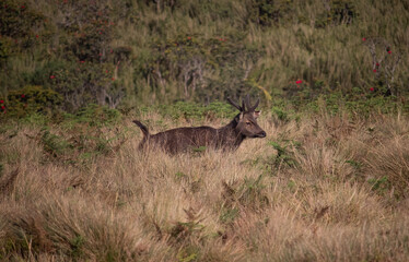 Sambar (Rusa unicolor)  in Horton Plains National Park Sri Lanka