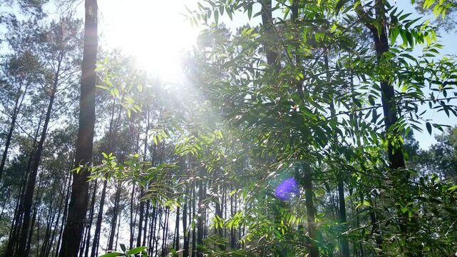 Bright sun flare and beautiful sun rays streaming through the lush green forest canopy. Nature background footage with bright sun peeking through the trees, evoking hope, energy, and warmth.