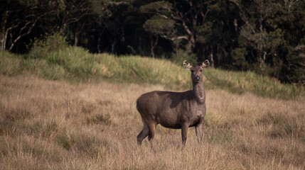 Sambar (Rusa unicolor)  in Horton Plains National Park Sri Lanka