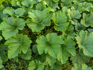 Close-up of green leaves against a background, Overlay of natural patterns of fresh leaves, Natural leaf texture and background, Yellow pumpkin leaves (Cucurbitaceae)