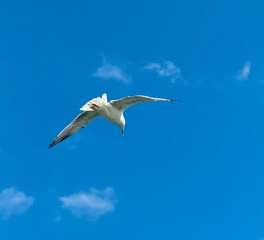 seagull in flight, A seagull flying gracefully under a clear blue sky, symbolizing freedom and peace. Perfect for nature, travel, and inspirational projects.
