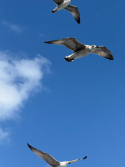 seagull in flight, Seagull soaring high with wings spread against a dramatic blue sky with white clouds. Represents freedom, nature, and wildlife.