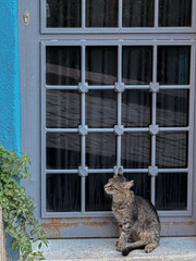 cat on window, a tabby cat sitting in front of a blue wall and metal window grille. Peaceful street scene with natural light and rustic charm. Perfect for use in blog posts, pet magazines, lifestyle 