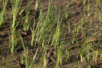 A close-up of fresh green grass sprouts growing from the soil with morning dew, a symbol of spring, new beginnings, and growth
