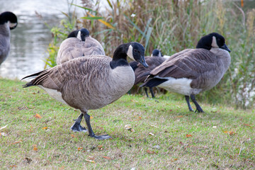canadian geese goose eats grass near lake river outdoor