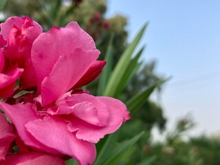 Fototapeta premium A macro shot of a vibrant pink oleander flower, its delicate petals perfectly showcased against the backdrop of a soft, natural setting.
