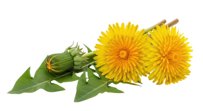 Isolated Vibrant dandelion flower with green leaves and unopened buds on a white surface