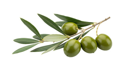 Isolated branch of green olives on a twig with natural leaves, a fresh raw olive product © Femke