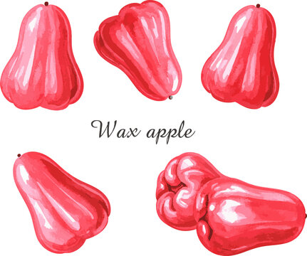 Wax Apple Tropical Exotic Syzygium Samarangense Fresh Bell Fruit Java Apple Healthy Nutrition Water Apple Sweet Delicious Lianwu Organic